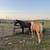 5yr old AQHA Gelding 4 thumbnail