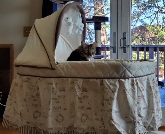 New bassinet 1