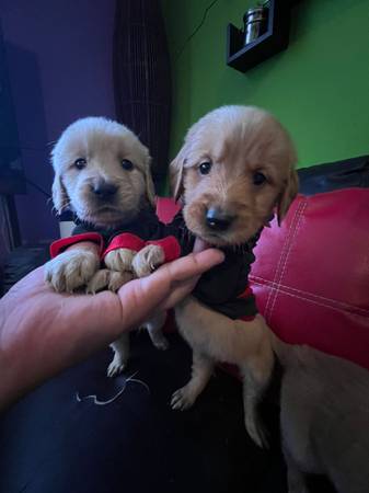 Loving Golden Males Looking for Forever Homes 1