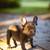 Blue French Bulldog Puppy 20 thumbnail