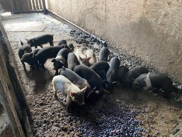 Yorkshire/Mangalitsa/American Guinea Hog/Landry Piglets for Sale 1