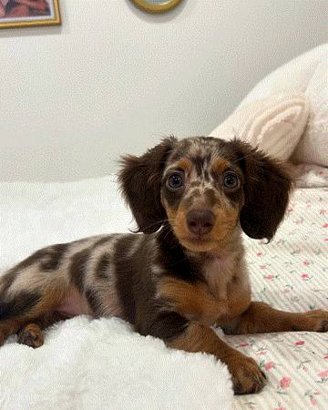 Dachshund Gorgeous Puppies (Two10-943-4242)64037454397442121