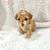 Toy Poddle puppies 1 thumbnail