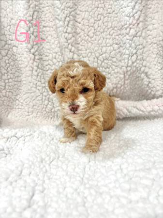 Toy Poddle puppies 1