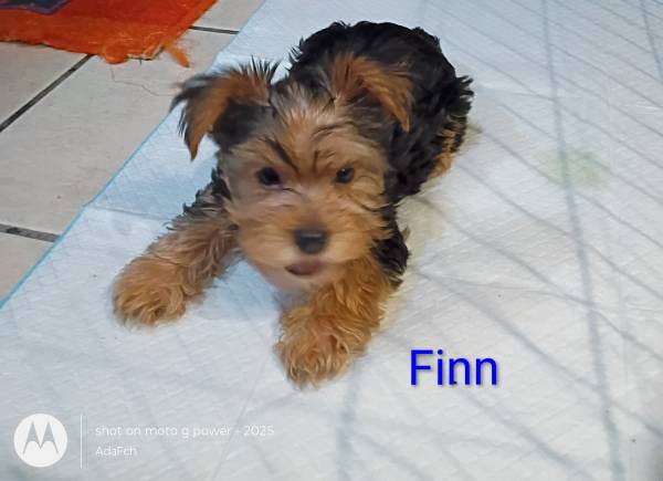 Toy size Yorkies63816038540419121