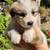 Great Pyrenees Puppies- livestock guardian puppies 2 thumbnail