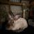 Rabbits and cages 5 thumbnail