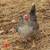 Baby Chicks & 8 Week Pullets – Multiple Breeds 5 thumbnail