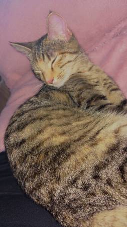 Rehoming cats (Huntsville)64151734291715122