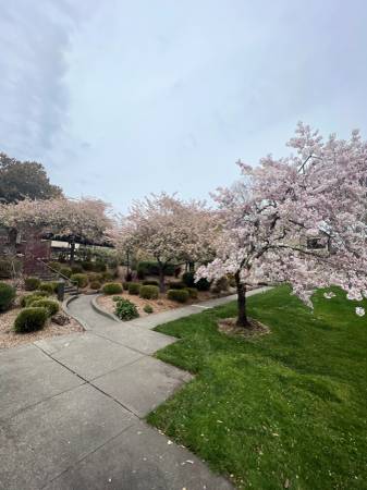 $2,505 / 2br - 2 BD GROUND FLOOR 𓂃 ོ☼𓂃STUNNING NATURE VIEWS (santa rosa)63834323845507121