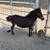 Mini Mule 4 thumbnail