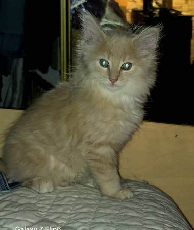 Rehomeing 2 fuzzy kittens (New Alexandria)63882278758913122