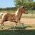 Miniature Horse Pinto Colt 3 thumbnail