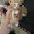 Kittens need homes 9 thumbnail