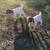 Boer goats 7 thumbnail