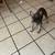 French bull dog rehousing 2 thumbnail