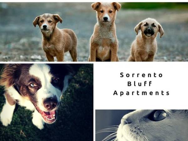 $1,929 / 2br - 900ft2 - Come see for yourself, all that Sorrento Bluff 2-beds have to offer (SW Beaverton, Murrayhill, Portland, Hillsboro, Aloha)63672530673539121