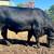 Angus Bull 2 thumbnail