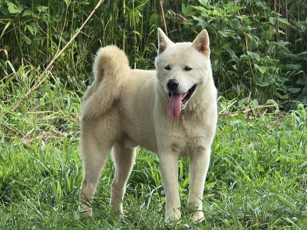 Beautiful Large Dog, Akita male 1