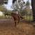 Horseback Riding Lessons 19 thumbnail