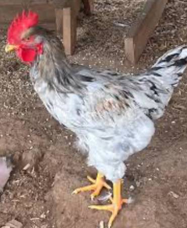 Free One Year Old Rooster 1