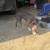 Small pit female 2 thumbnail