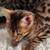 PreciousBengalKitty 3 thumbnail