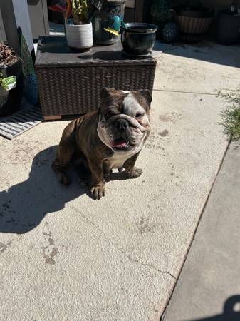 Hembra Bulldog Inglés (El Mirage)64048129034114123