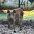 Pigs 2 thumbnail