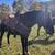 Black Gaited Gelding 8 YEAR OLD ❤️ Solid Trail Horse. 1 thumbnail