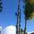 JOSE TREE CARE  SERVICE___________________________ALL SAN JOSE ,N 2 thumbnail