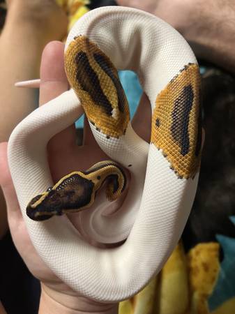 Ball python Orange Dream Pied (SEMINARY)63611950762881122