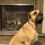 American Hearth Renegade 50 Gas Fireplace 2 thumbnail