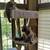 $ Cat Trees & Scratching Posts $ 11 thumbnail