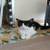 Free - 3 male cats -1 under 1yr and 2 under 2 yrs -for a loving family 1 thumbnail