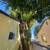 Tree Trimming, Landscaping, Stump Grinding Yard Work 7 thumbnail