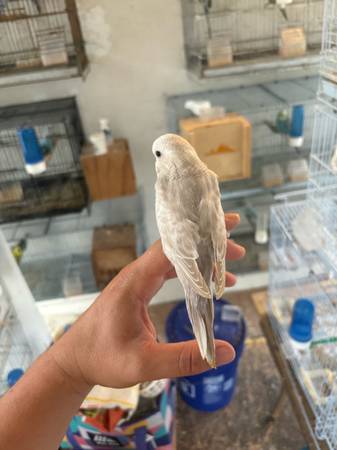 REHOMING PARAKEETS (Lehigh Acres)63977625454979121