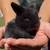 Holland lop baby bunnies 2 thumbnail