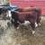 3 Polled Hereford Bull Calves 3 thumbnail