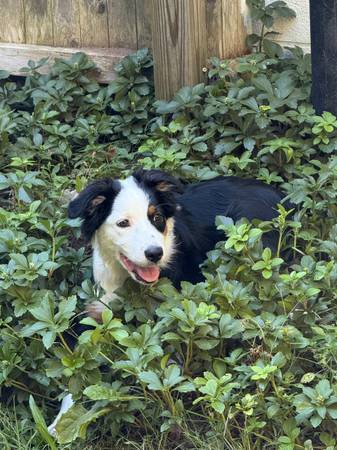 Pastor Australiano - 5 meses de edad (Plainville)63873145118977120