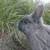 Polish Rabbits 1 thumbnail