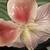 Decorative Capodimonte Centerpiece 4 thumbnail