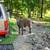 Steer/calf 2 thumbnail