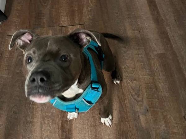 Dog for rehome552112457988198401