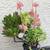 Succulent arrangements 2 thumbnail