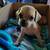 Pug/Chiweeni mix 2 thumbnail