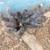 Tarantulas 3 thumbnail