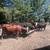 Bred cows 6 thumbnail