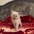 Cute fluffy kitten 1 thumbnail