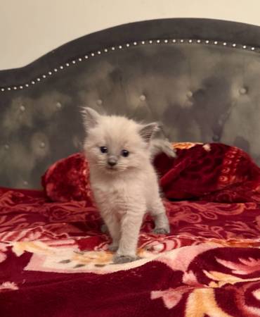 Cute fluffy kitten 1